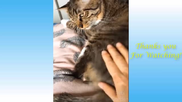 Funniest Animals - Best Of The 2021 Funny Animal Videos