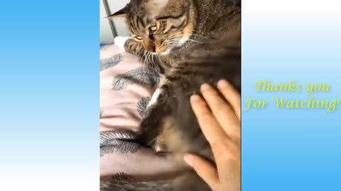 Funniest Animals - Best Of The 2021 Funny Animal Videos