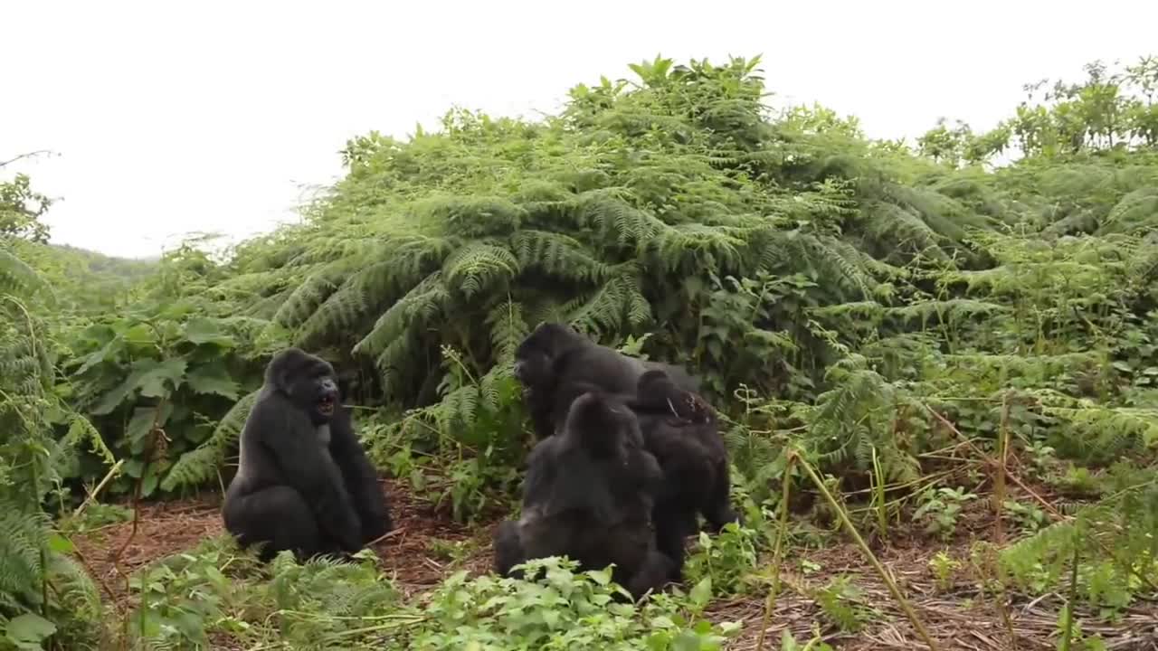 Rwanda Mountain Gorilla Fight