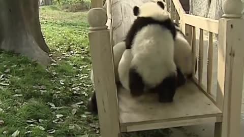 Cute pandas playing on the slide