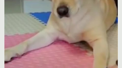 Dog funny videos