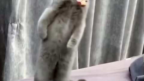 Funny cats