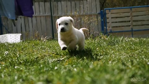 Cute Puppies [Playing in Cute Puppies backyard