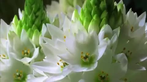 Beautiful nature flowers