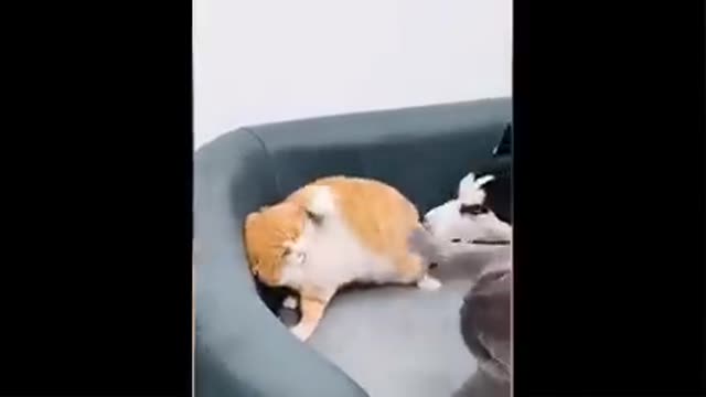 Cute funny video