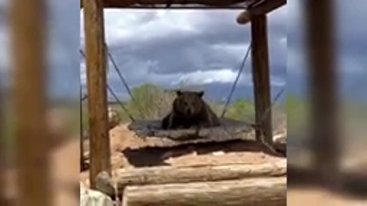 Cute animals