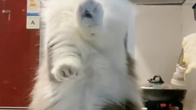 kitty dance