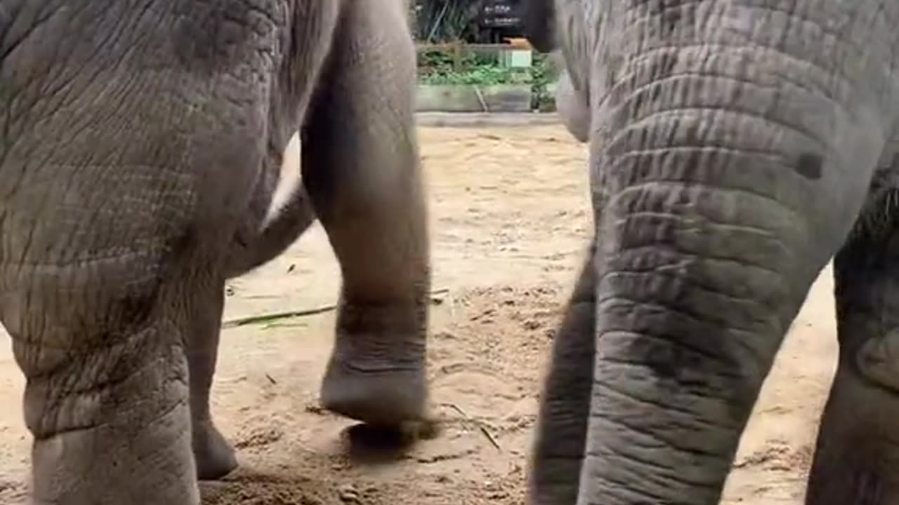 Cute Elephant 🐘 playing