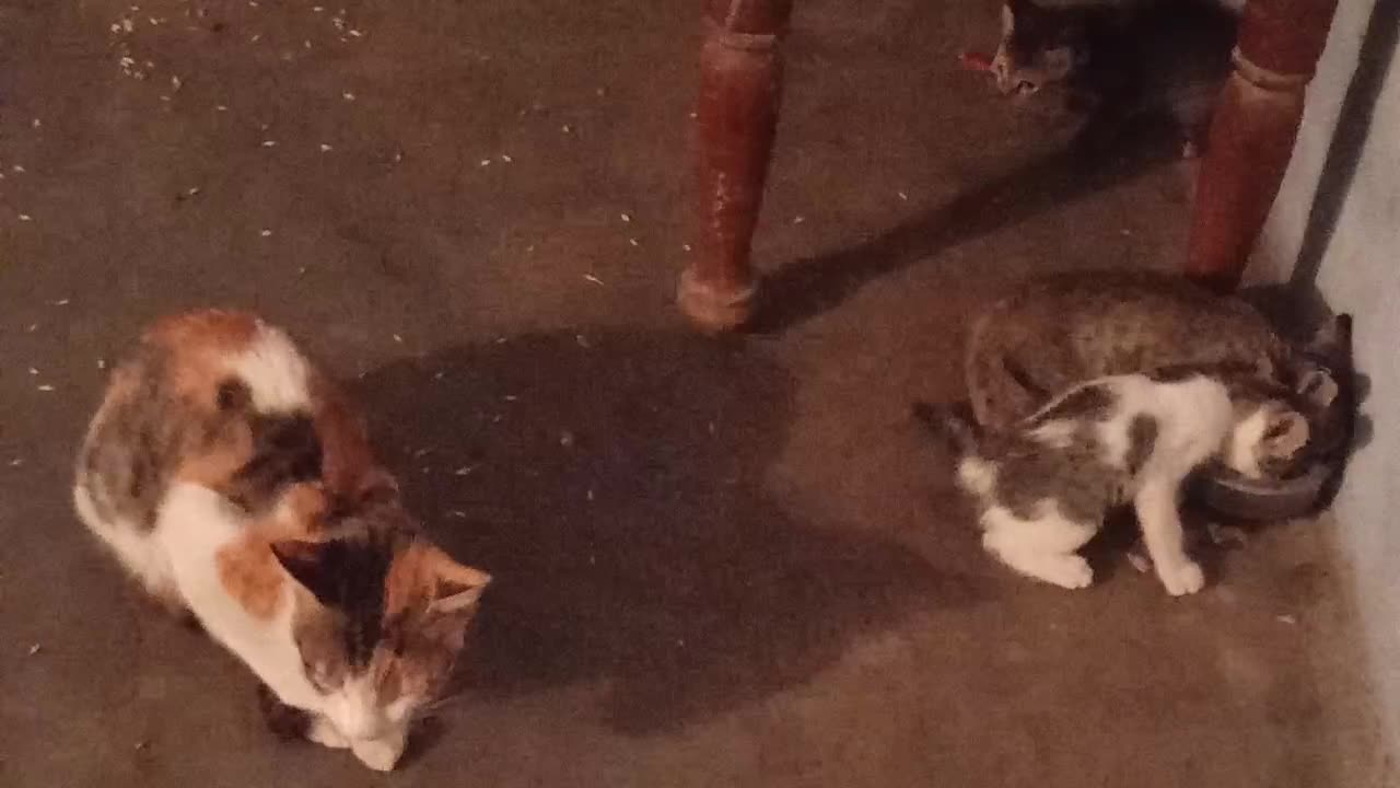Funny cat