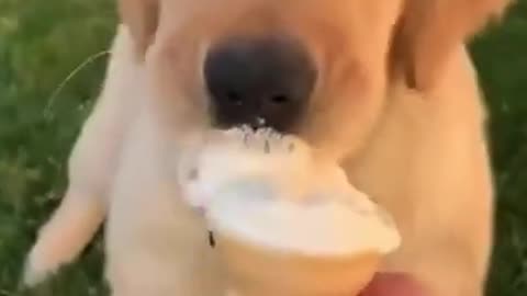 Try not to laugh - Funny Dogs...that is crazy...