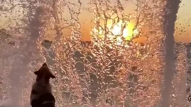 A dog that knows how beautiful life is 😍😍