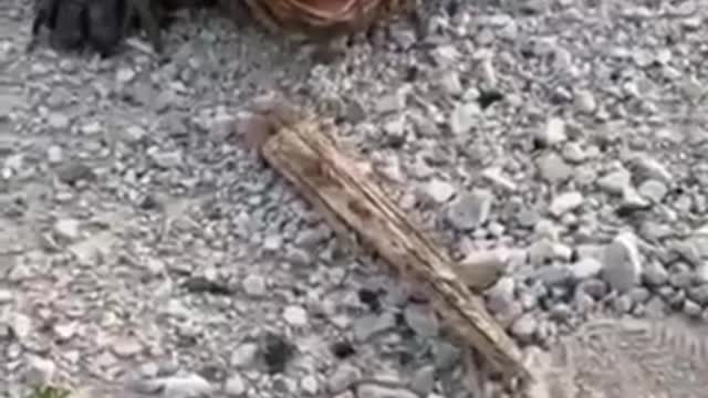 Don't Mess With Nature!!