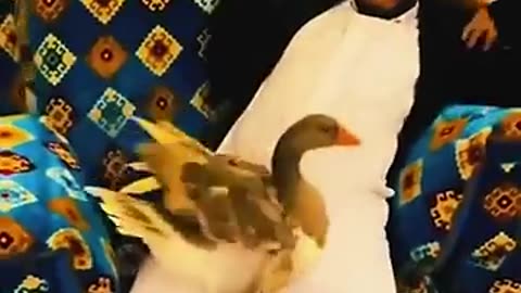 The_end_😂😂😂_#viral_#shorts_#funny_#fails_#humorfolder#(360p)