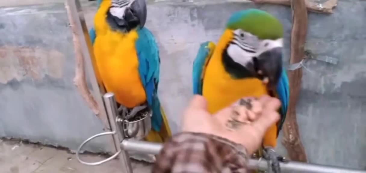 To feed the parrot