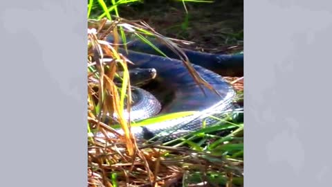 Images of a giant anaconda on the Rio Taquara, in the Guaravera district of Brazil