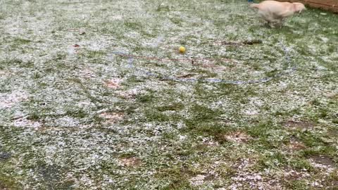 Excited Puppy's First Snow Experience