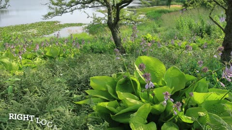 Growing Hostas - Hosta 101