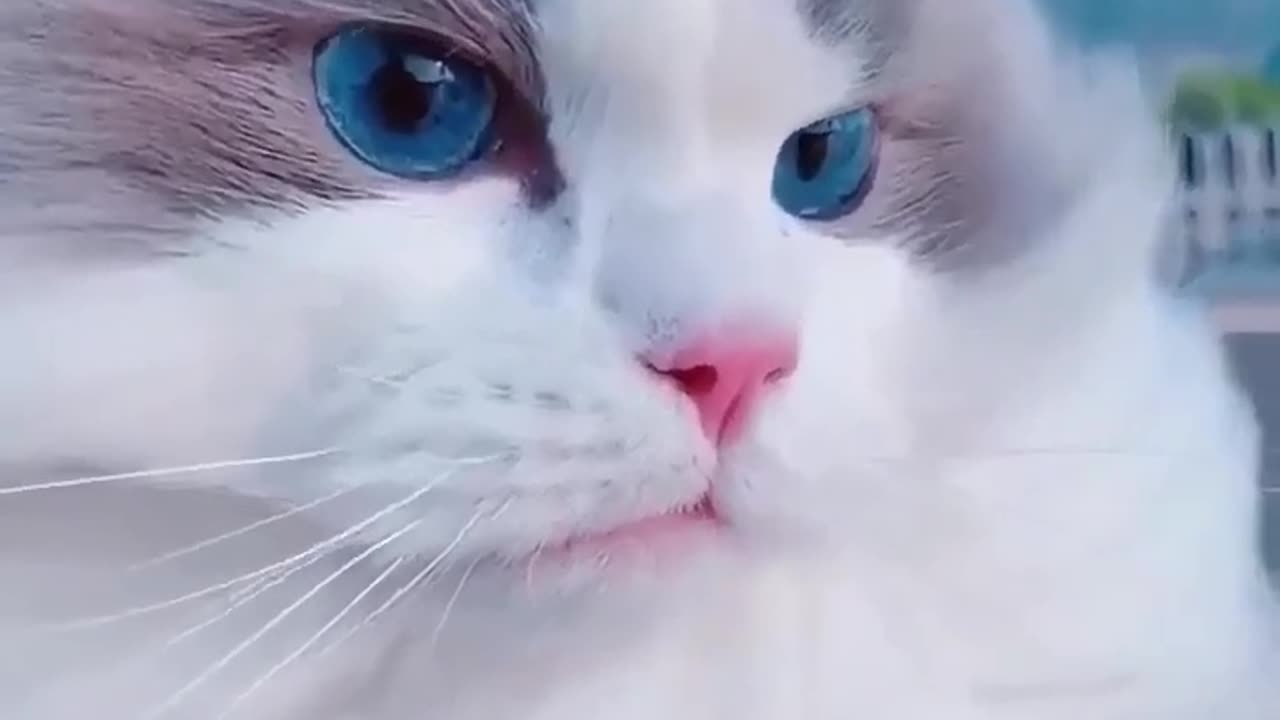 Cat is looking in astonishment😍