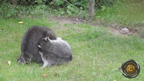 mating raccoons1