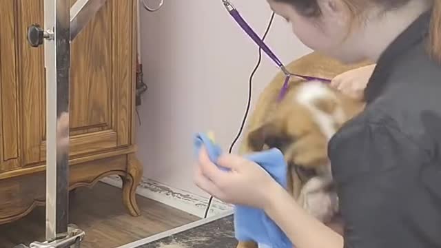 Cranky Bulldog cries like an alien for nail clipping