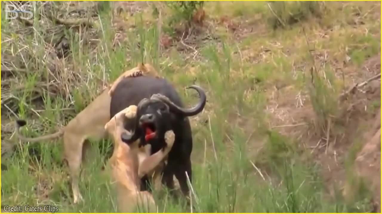 The Greatest Fights In The Animal Kingdom | Lion VS Buffalo