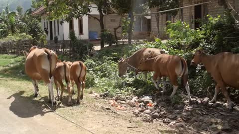 Man Herding Cows Along a Road