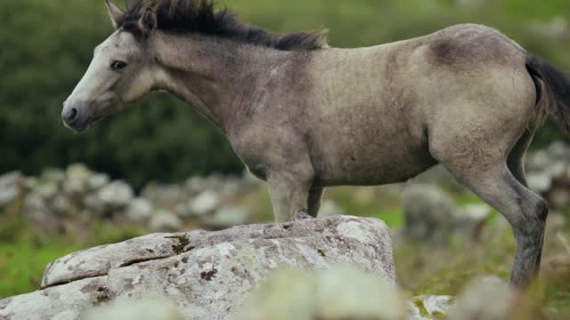 Horse running @horses @nice horse @white horse@