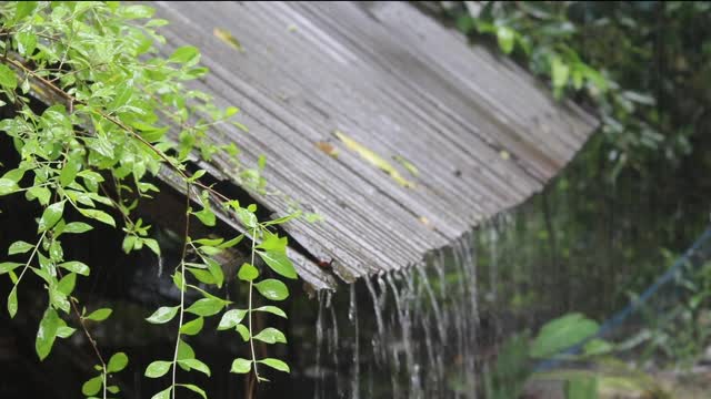 Sleep Instantly Heavy Rain Tin Roof Beat Insomnia