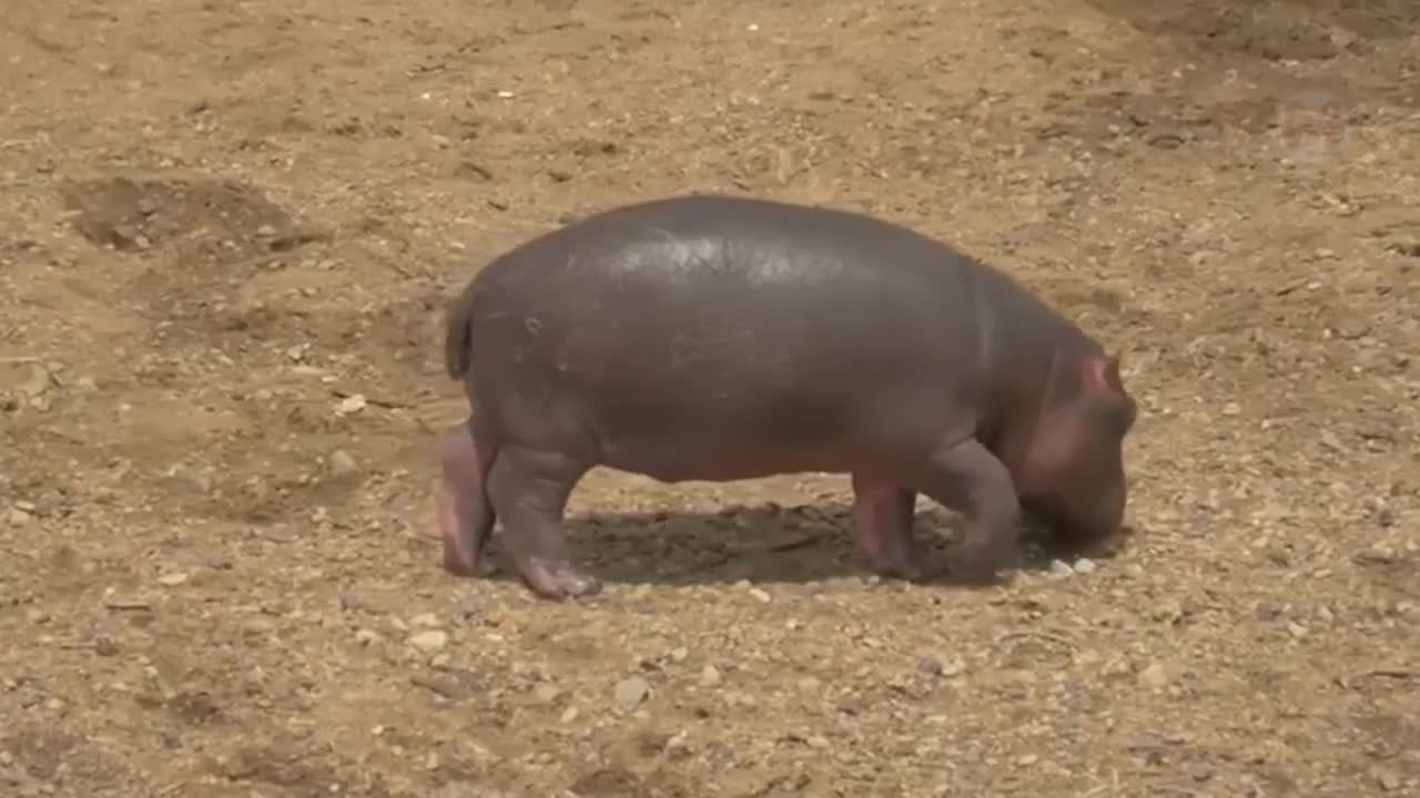 Destroyed in a Second! Here's Why the Hippo Has a Hard Life