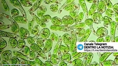 GENERALE KIRILLOV: I biolaboratori finanziati dagli USA in Ucraina