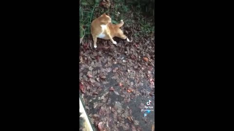 Funny Animal Videos