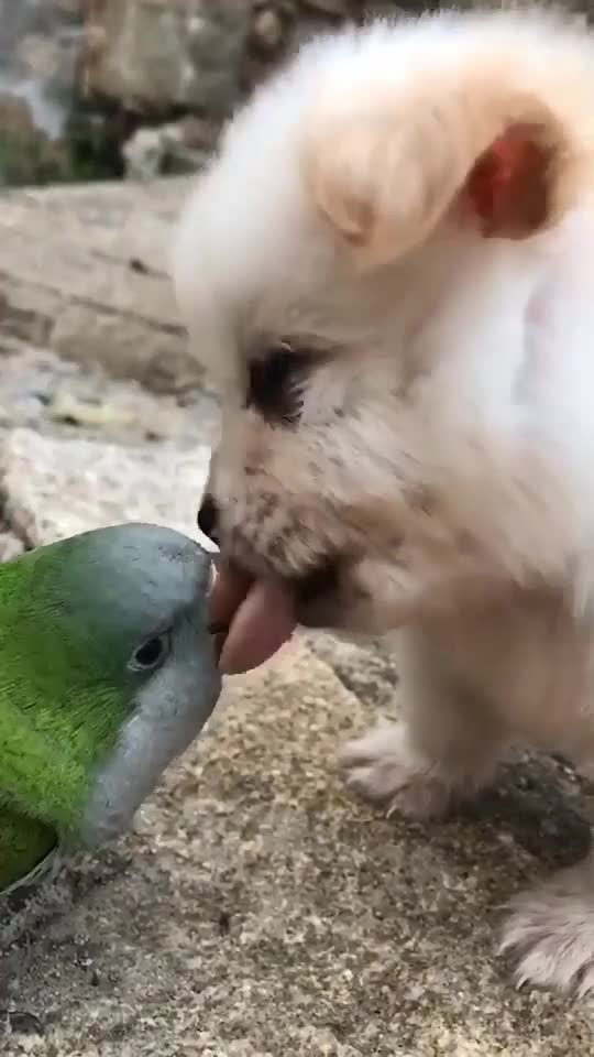 Dog and parrot kiss each other ^^