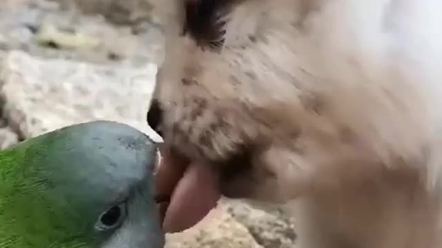 Dog and parrot kiss each other ^^