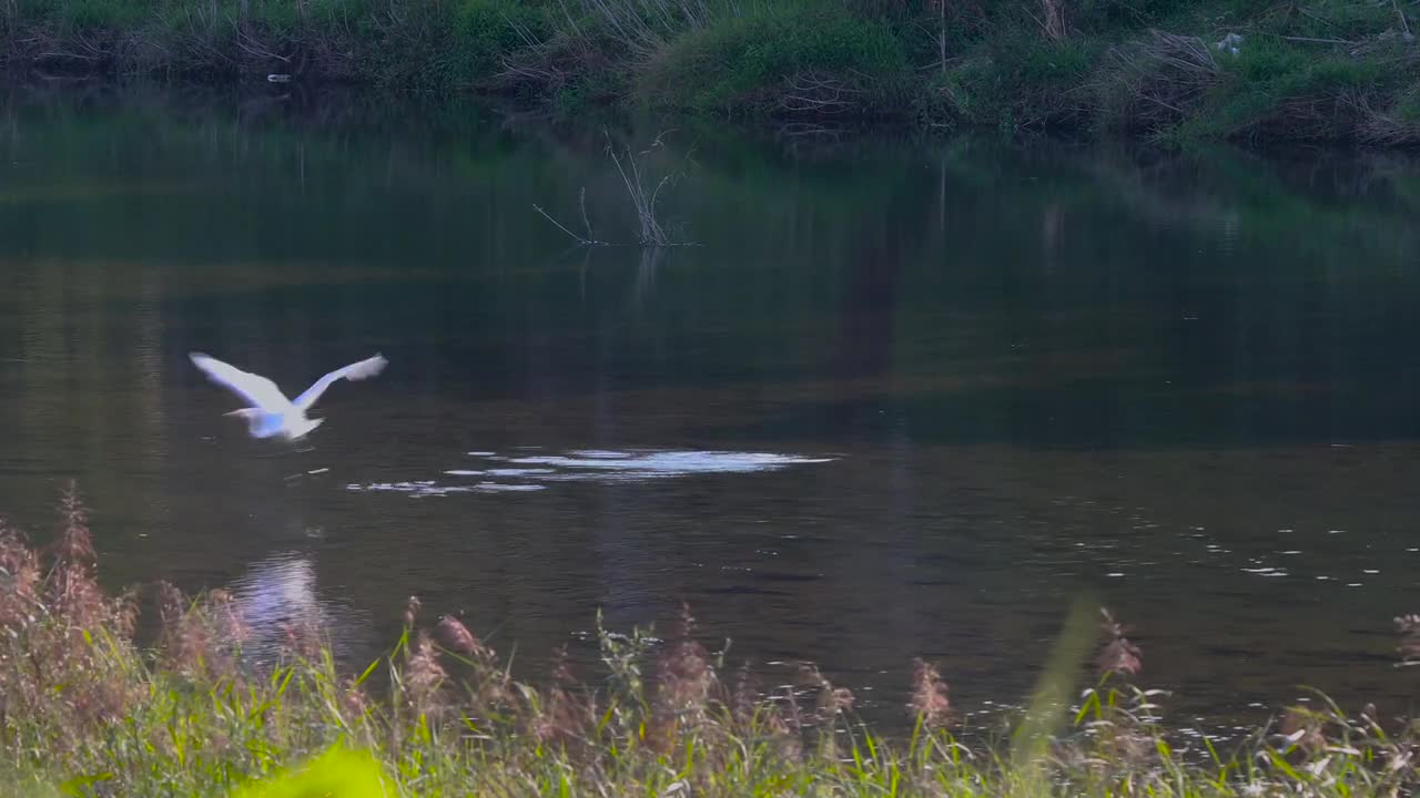 Hern Bird Wings River Stream Creek Animal Nature