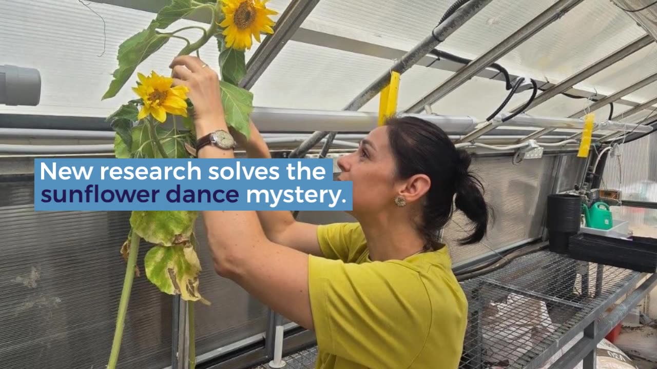 Puzzling Scientists for Hundreds of Years – New Research Solves Sunflower Dance Mystery