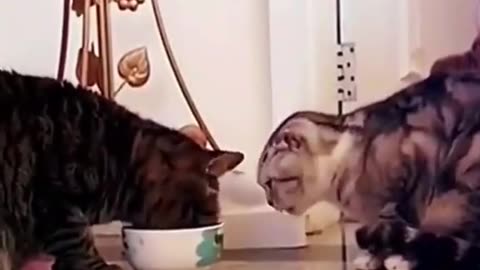 Cats love #short#viral#rumble