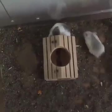 Spinning Hamster