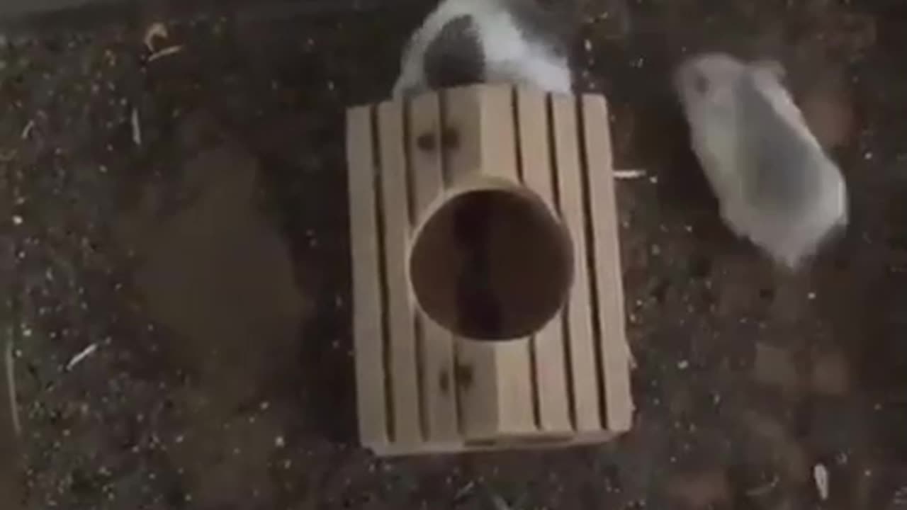 Spinning Hamster