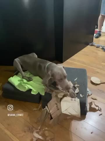 Dog vs Paper Bag