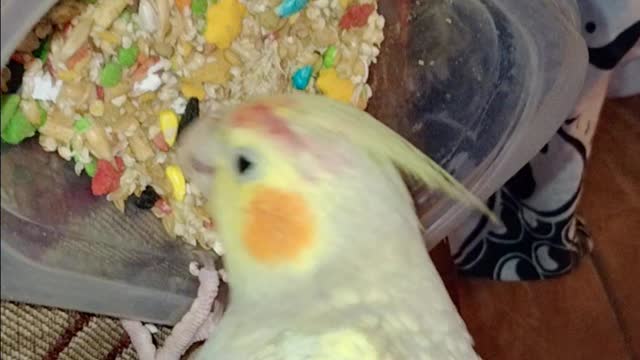 Fluffy, The Magnificent Cocketiel