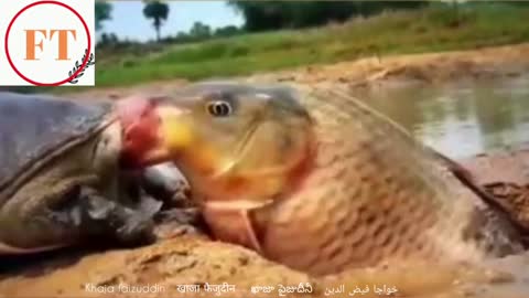 TORTOISE VS FISH