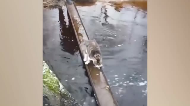 Funny Cat crossing the bridge!