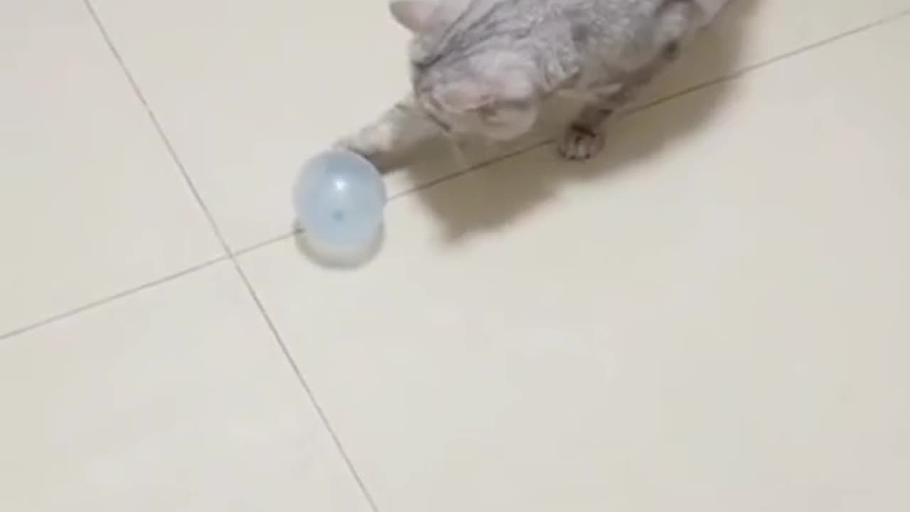 Did the balloon explode or was it a cat.