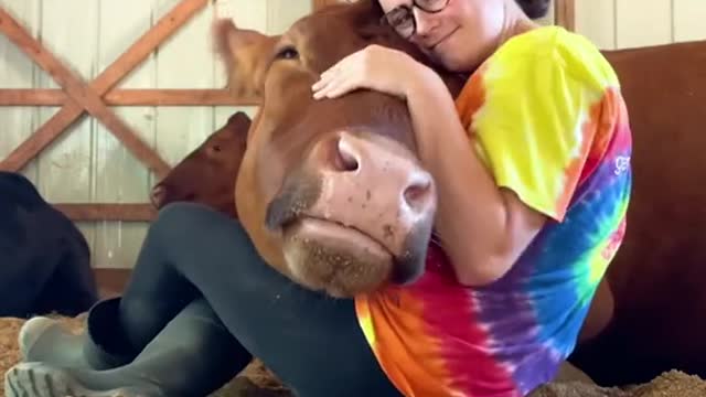 We really like cowsWe really like cows