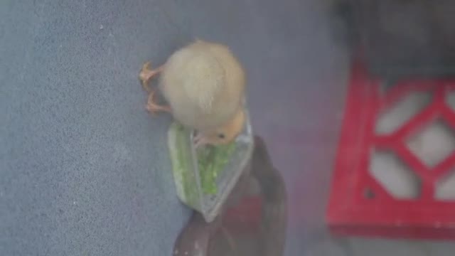 little huangya