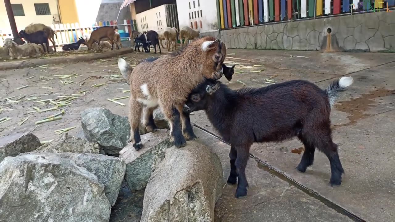 Goats Cute Video