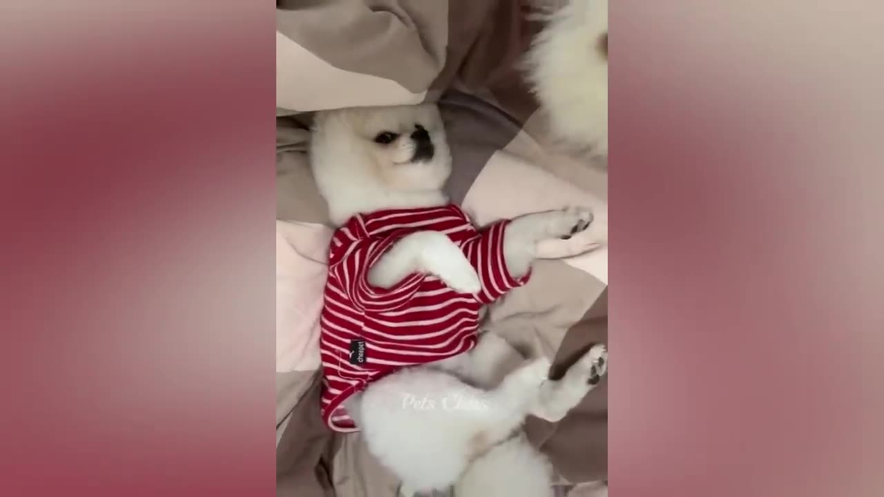 Best Funny Animal Videos of the year (2023), funniest animals ever. relax with cute animals video