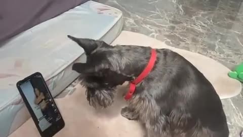 Funny dog using smart phone