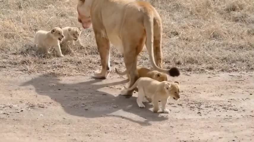 lion of the prairie