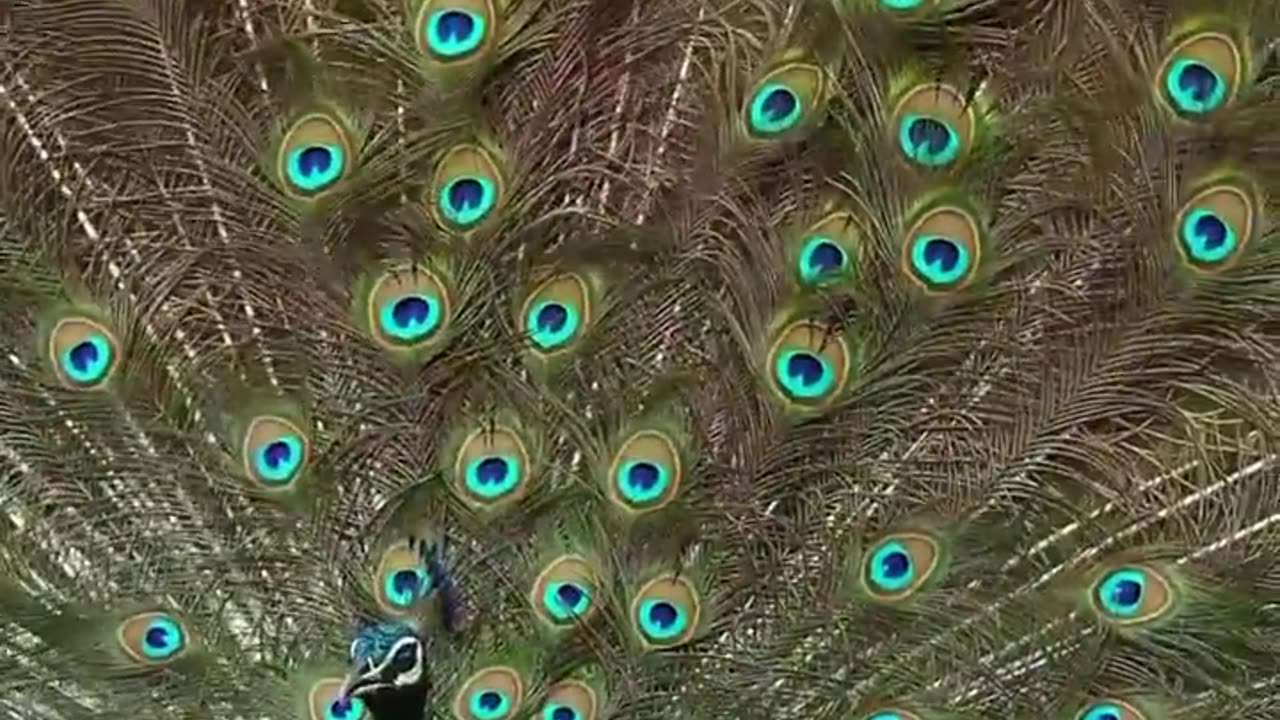 "A Flamboyant Symphony: Witness the Majestic Beauty of Peacocks in Full Splendor" 🦚🦚🦚